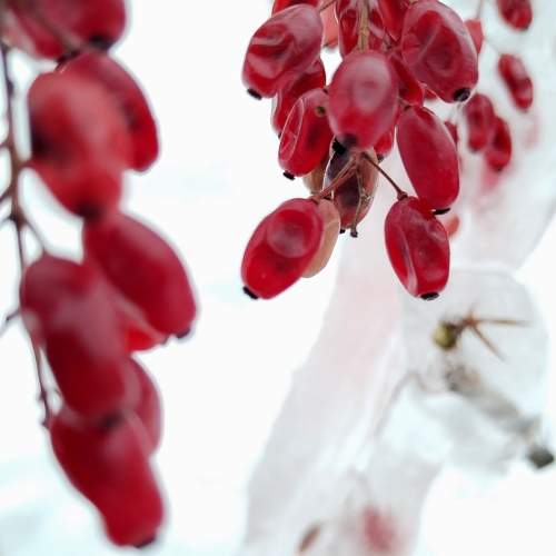 Photo #8997812