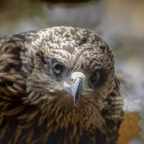 Photo #8997967