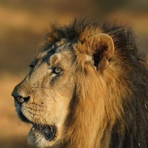 Photo #8998329