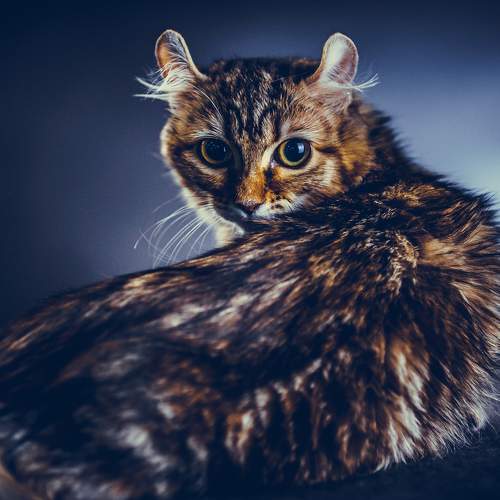 Photo #8998508