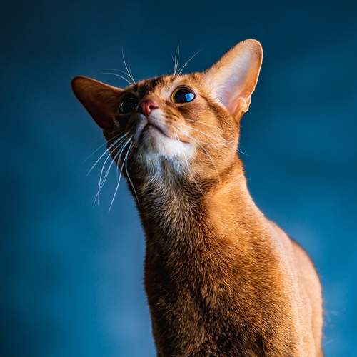 Photo #8998510