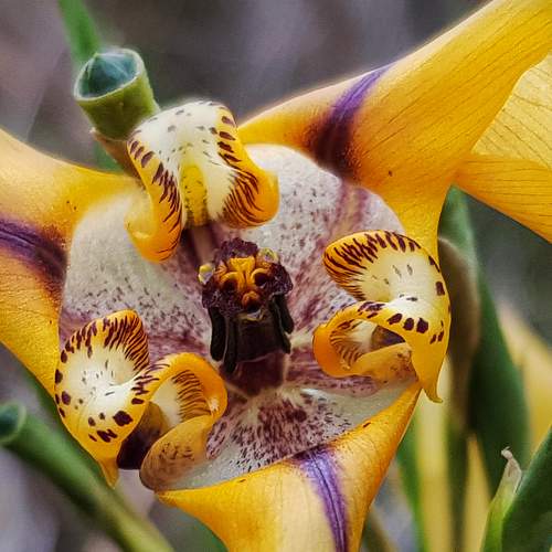 Wild flower