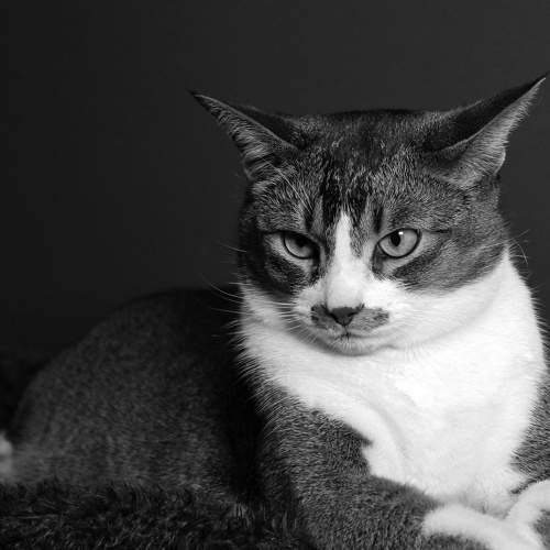 Photo #9000966