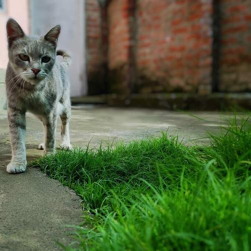 Photo #9001003