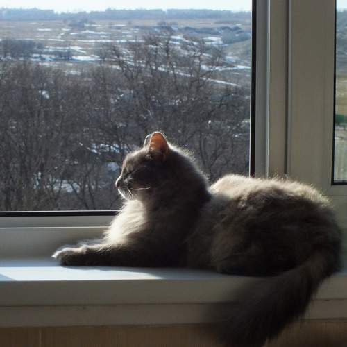 Photo #9001046