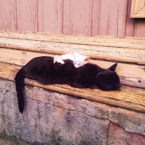 Photo #9001051