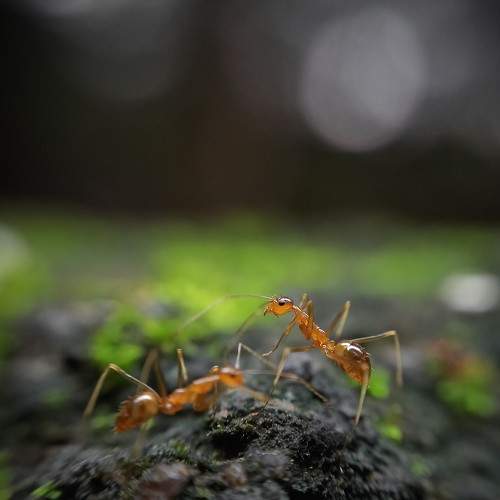 Photo #9001065