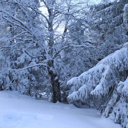 Photo #9001154