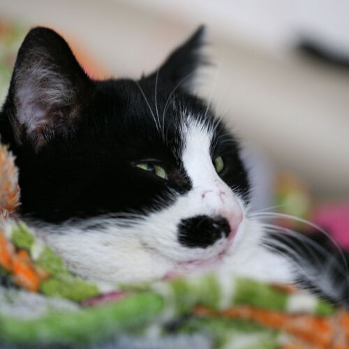 Photo #9001408