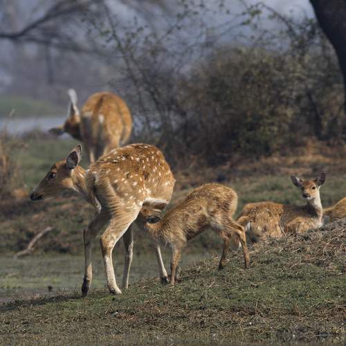 Photo #9001520