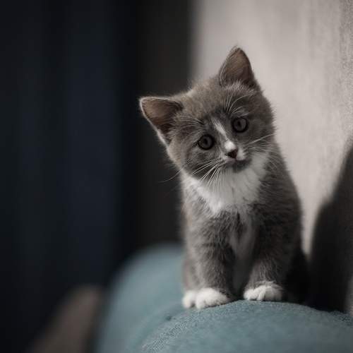 Photo #9001783
