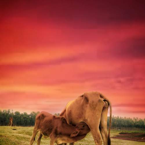 Photo #9001902