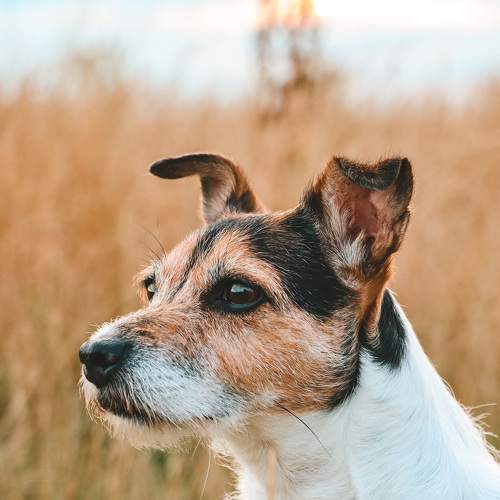 Photo #9002102