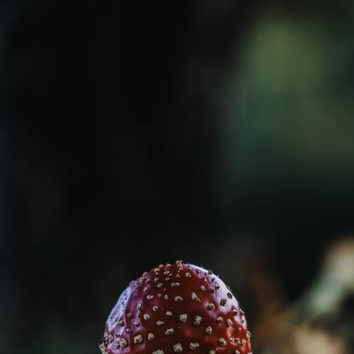 Photo #9002105