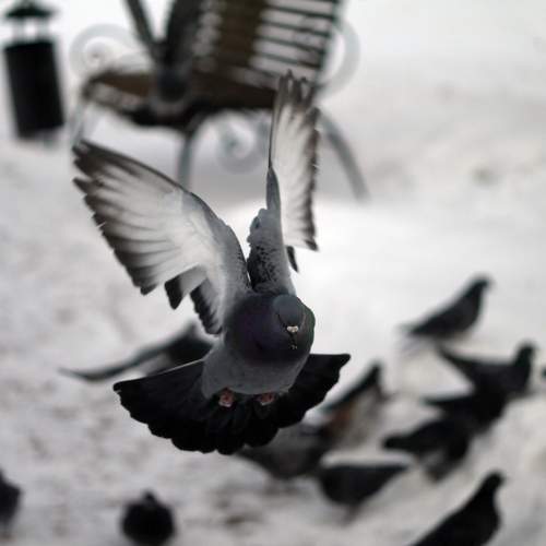 Photo #9002516
