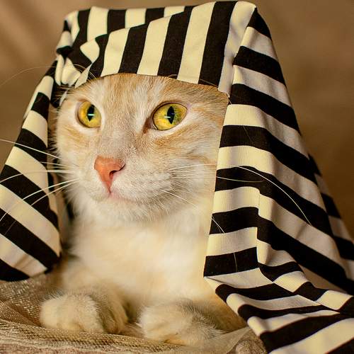 Photo #9002765