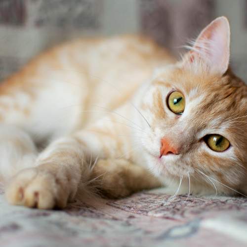 Photo #9002781