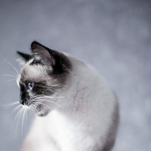 Photo #9002830