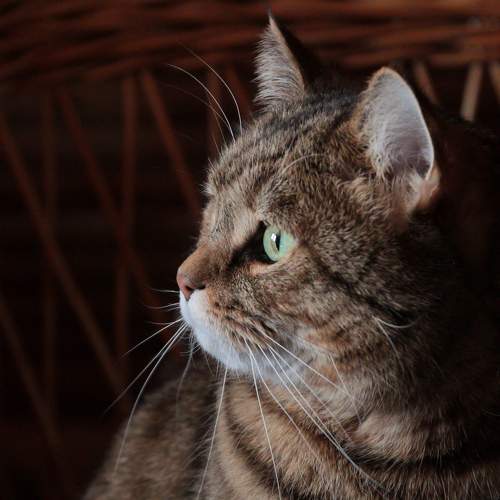 Photo #9003459