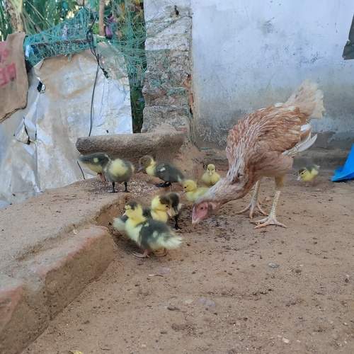 Photo #9003979