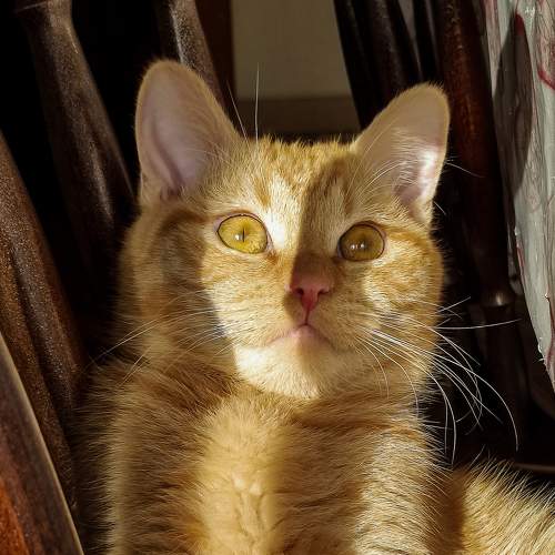 Photo #9004165