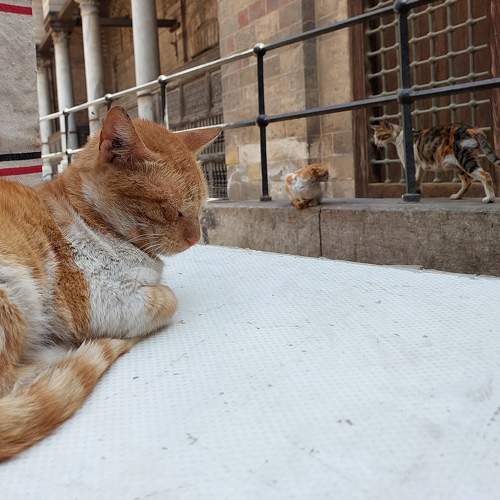 Photo #9004482