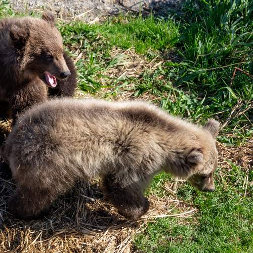 Photo #9004666