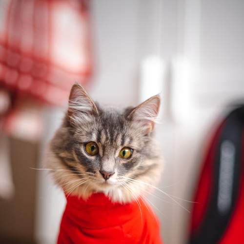 Photo #9004711
