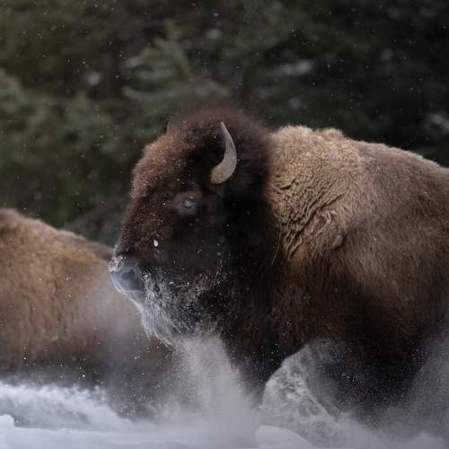 Photo #9005007
