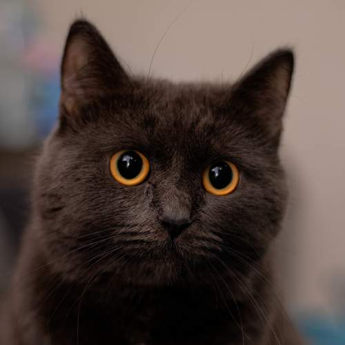 Photo #9005113