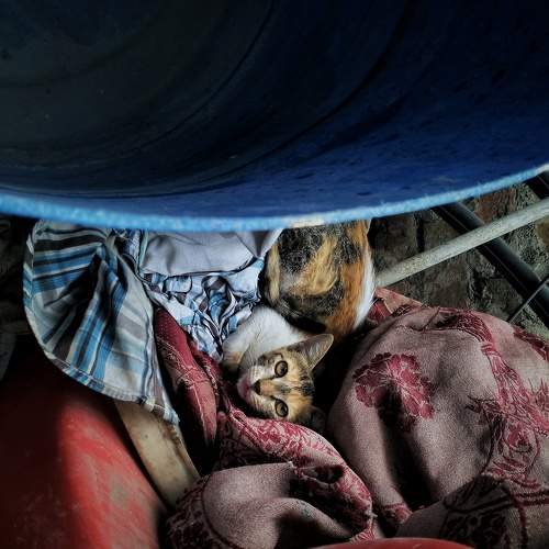 Photo #9005326