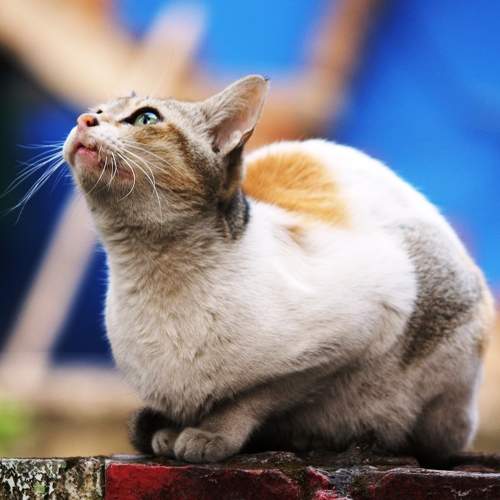 ID: The Meow's looks
