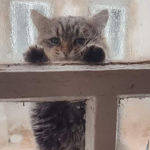 Кот Борис замёрз и стучится в окно!