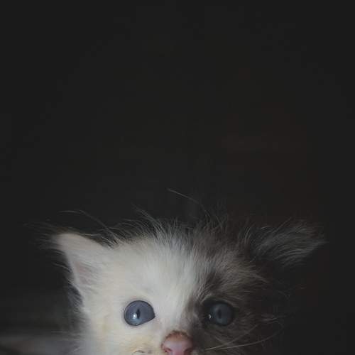 Photo #9005660