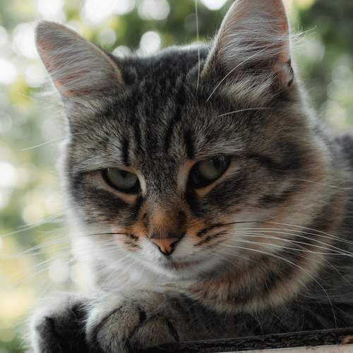 Кот Борис