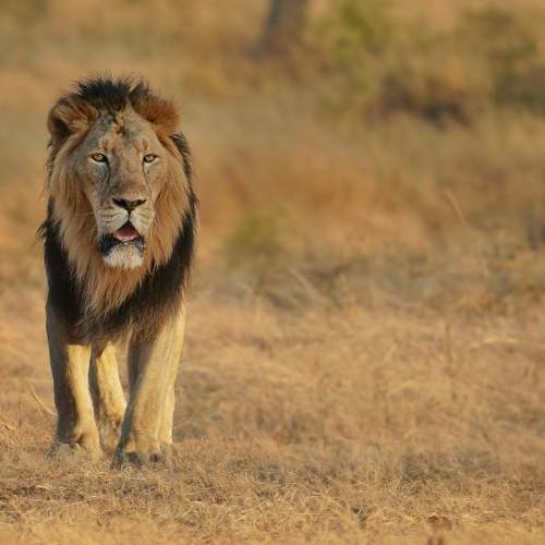 Photo #9006044