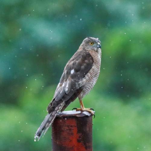 Photo #9006294