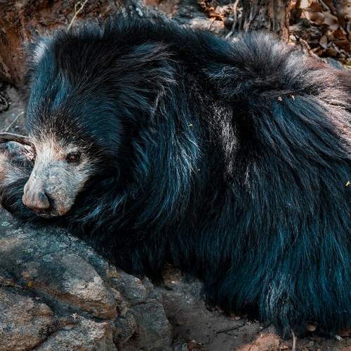 Himalayan black bear
