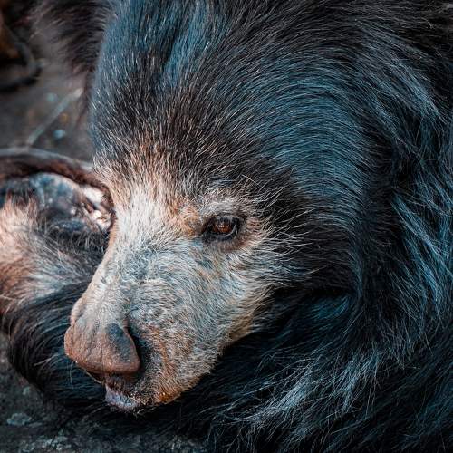 Black Bear