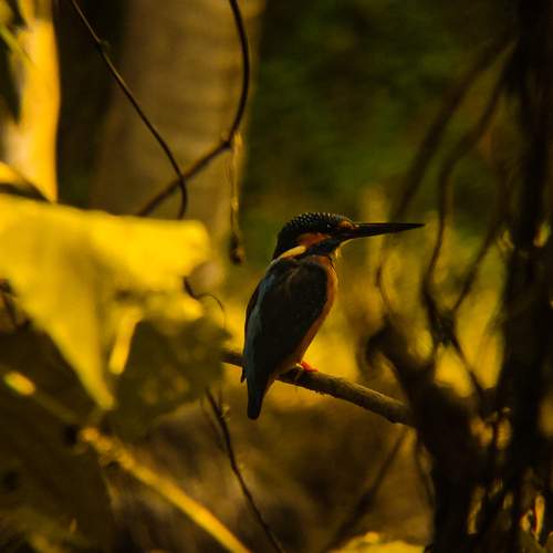 Kingfisher