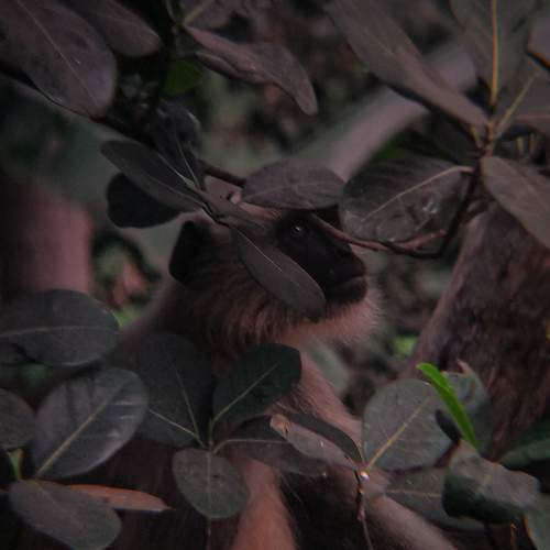 Langur Hanuman
