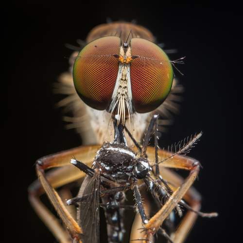 Robberfly with prey.