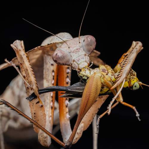 Praying mantis with prey.