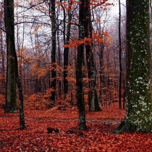 Photo #9008404