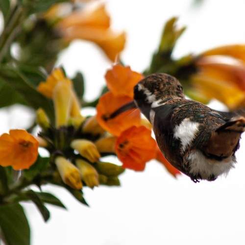 Photo #9008585