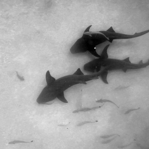 Photo #9009206