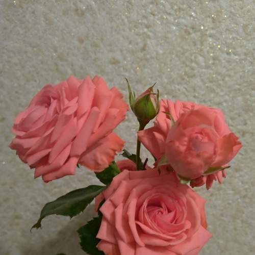 Photo #9009352