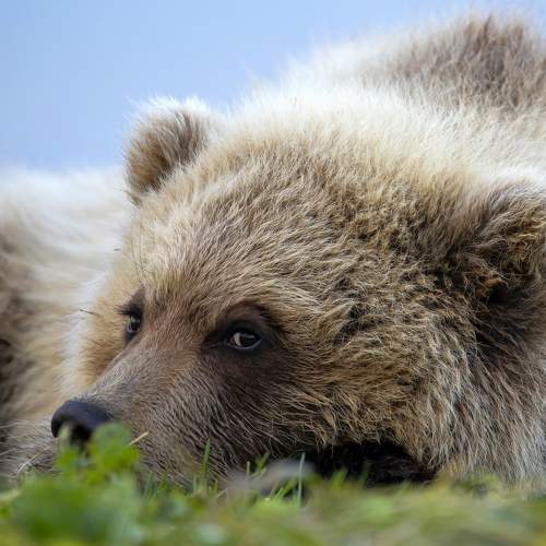 Photo #9009487