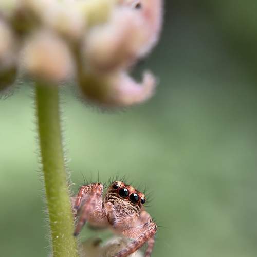 Photo #9009724