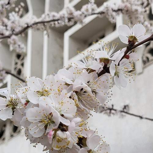 Photo #9009970